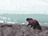 My Inner Moma Bear