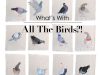 Why Birds?!